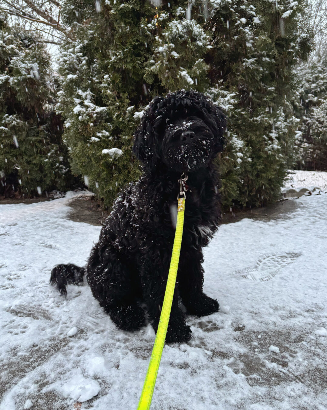 portuguese water dog puppy in the snow