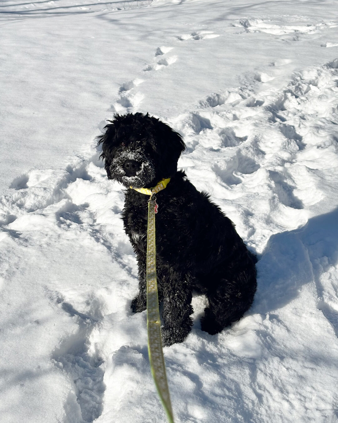 portuguese water dog puppy in the snow