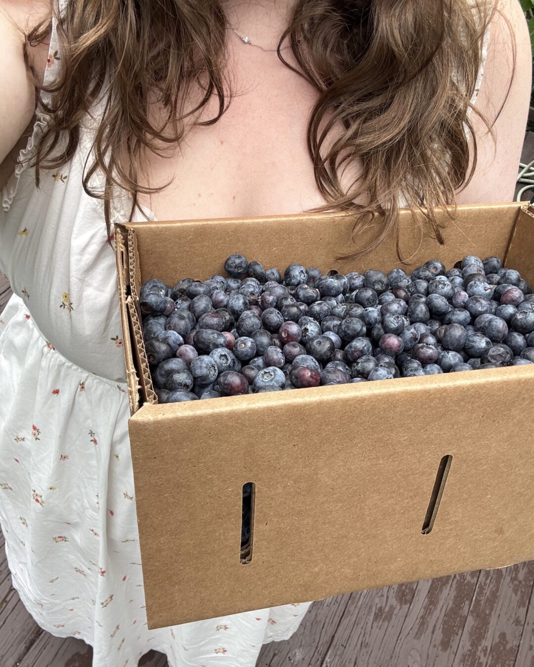 blueberries jssbckly